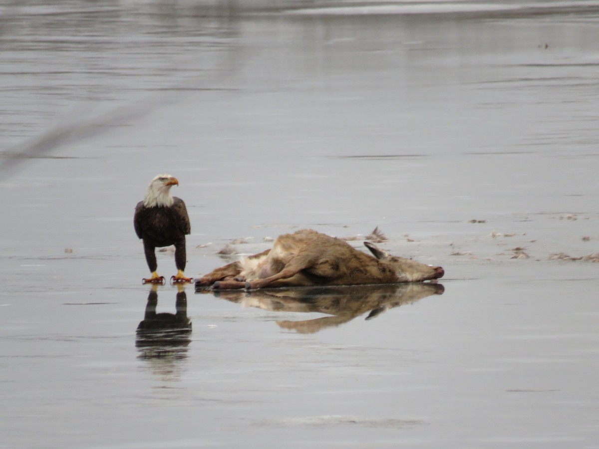 Bald Eagle - ML624061327