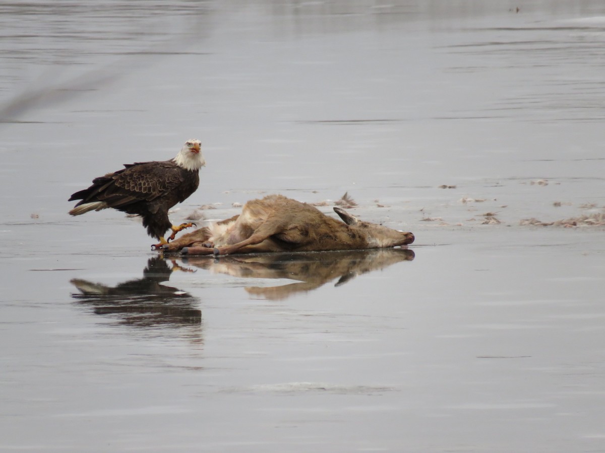 Bald Eagle - ML624061329