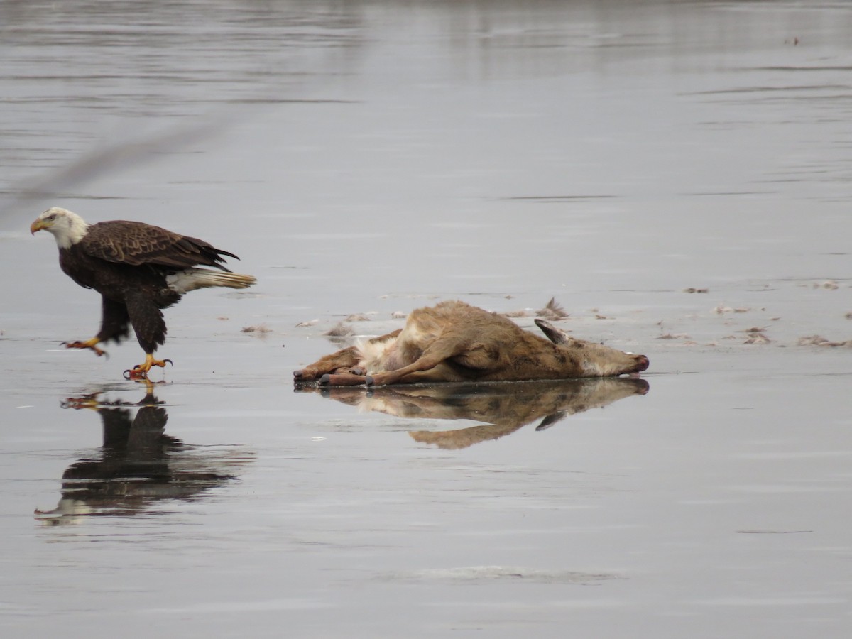 Bald Eagle - ML624061330