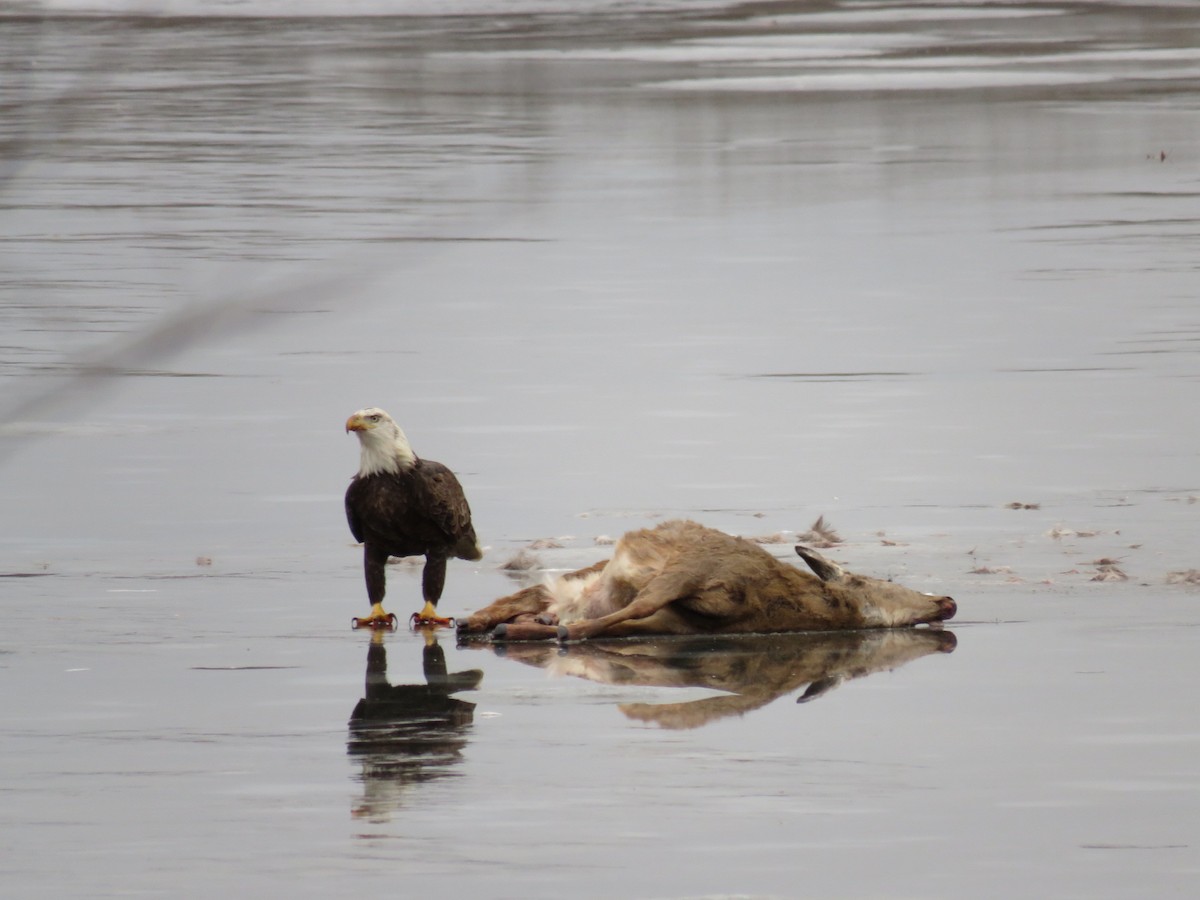 Bald Eagle - ML624061331