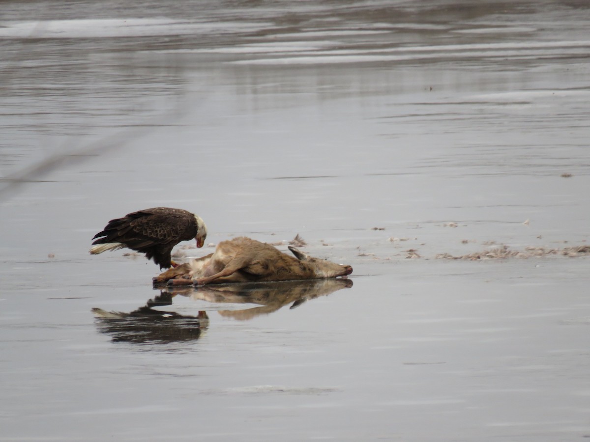 Bald Eagle - ML624061334