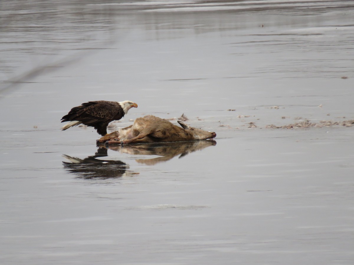 Bald Eagle - ML624061335