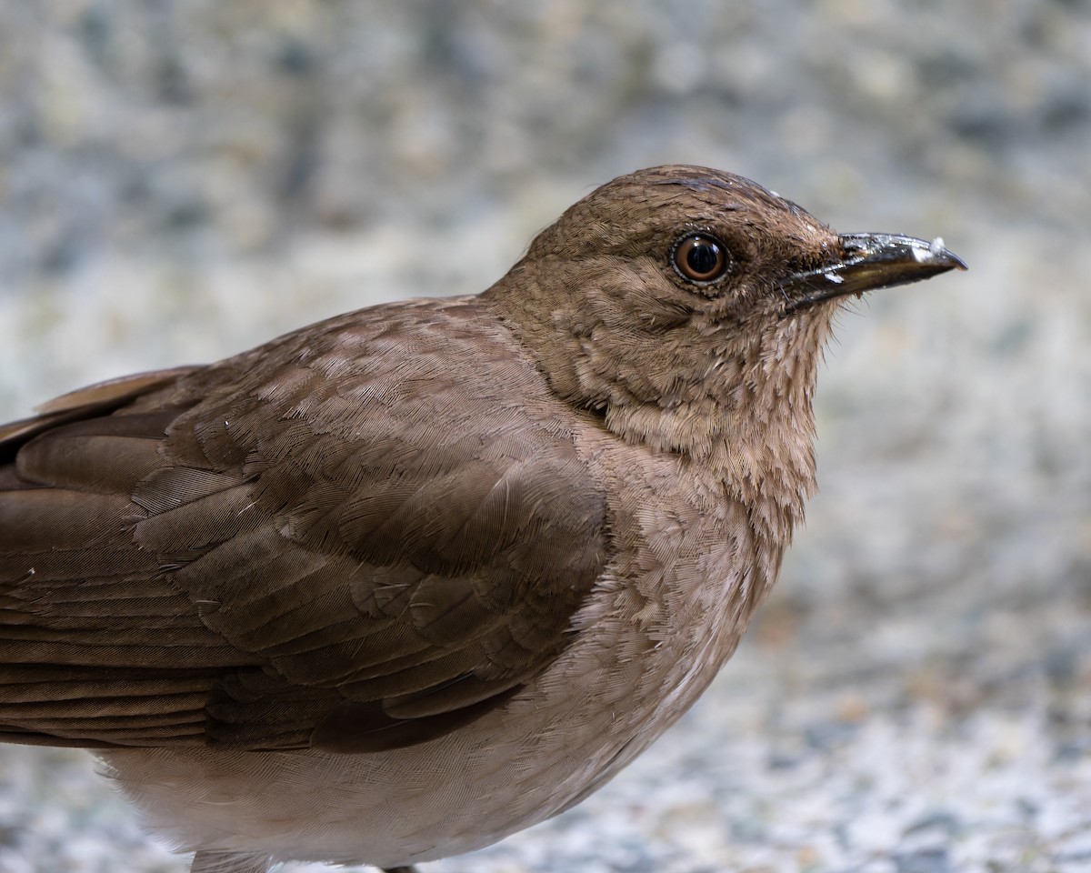 Black-billed Thrush - ML624061373