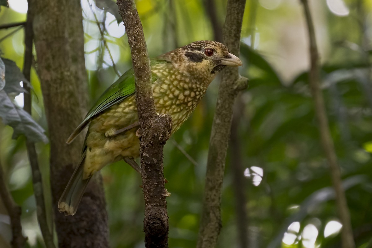 Spotted Catbird - ML624061380