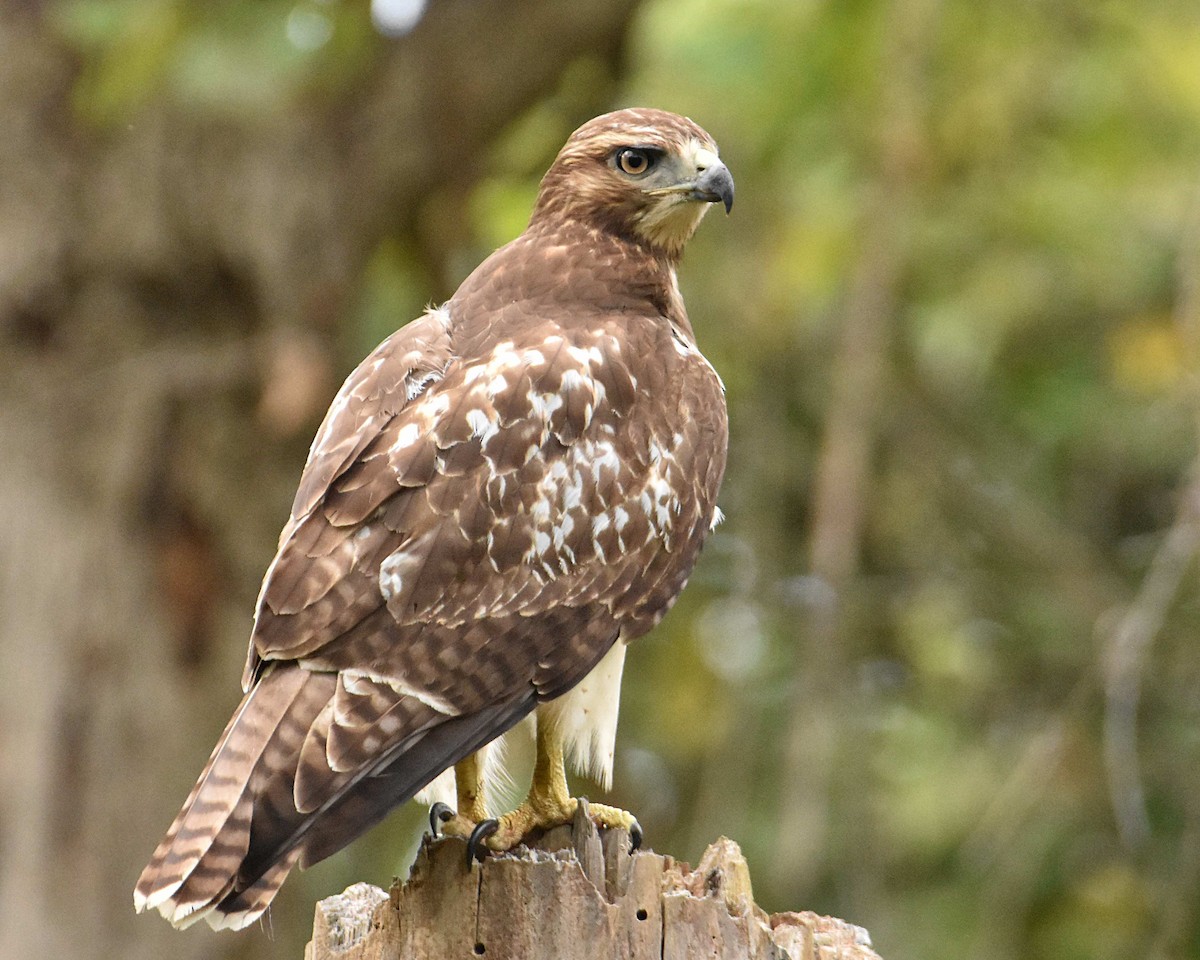 Red-tailed Hawk - ML624061388