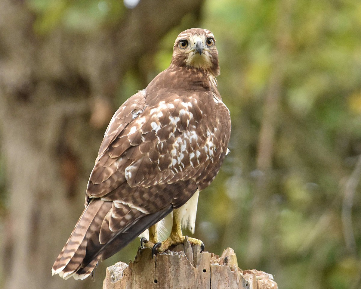 Red-tailed Hawk - ML624061389