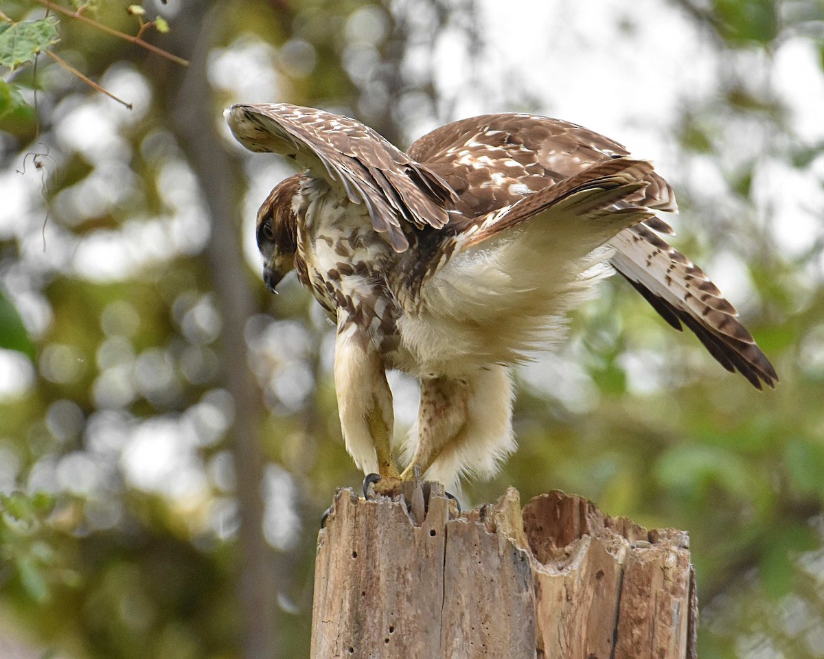 Red-tailed Hawk - Brian Hicks