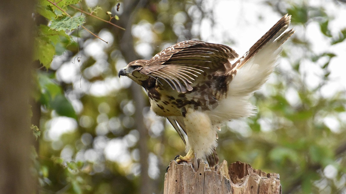 Red-tailed Hawk - ML624061392