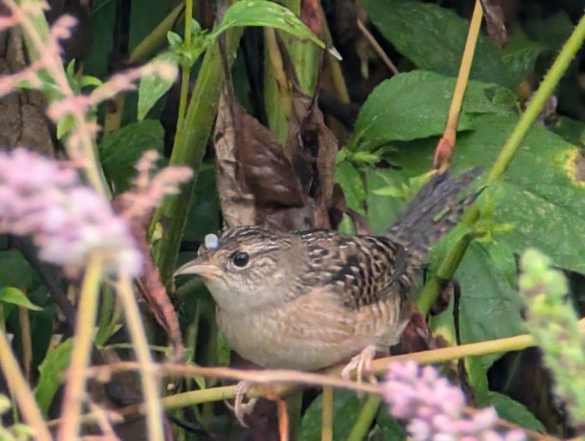 Sedge Wren - ML624061408