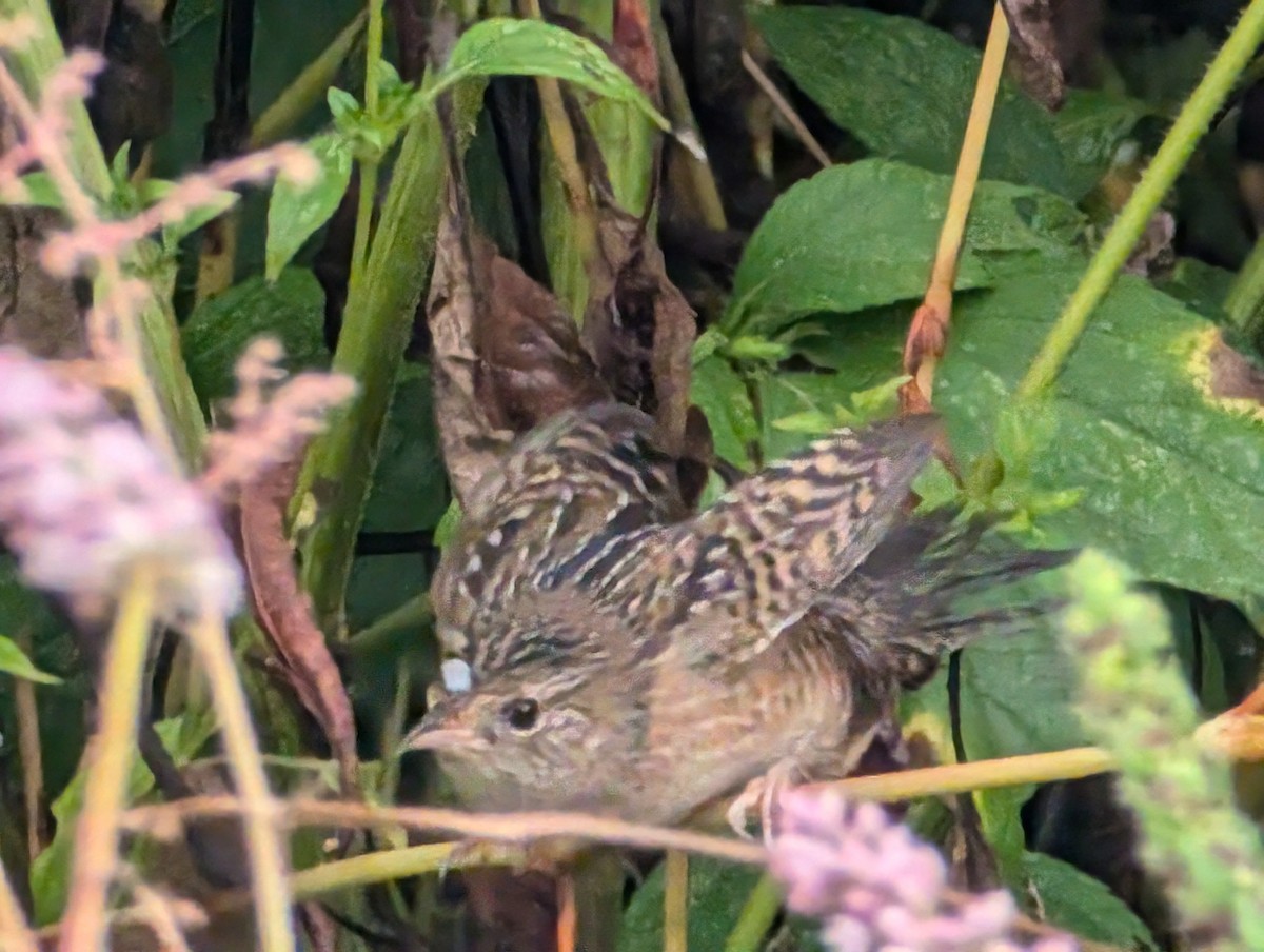 Sedge Wren - ML624061409