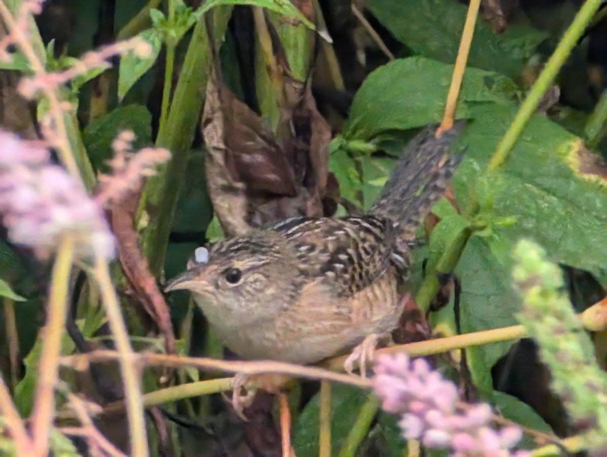 Sedge Wren - ML624061410