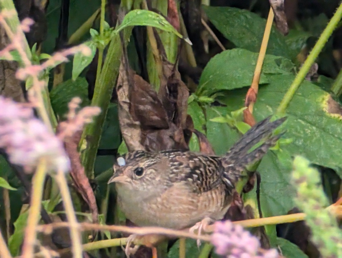 Sedge Wren - ML624061411