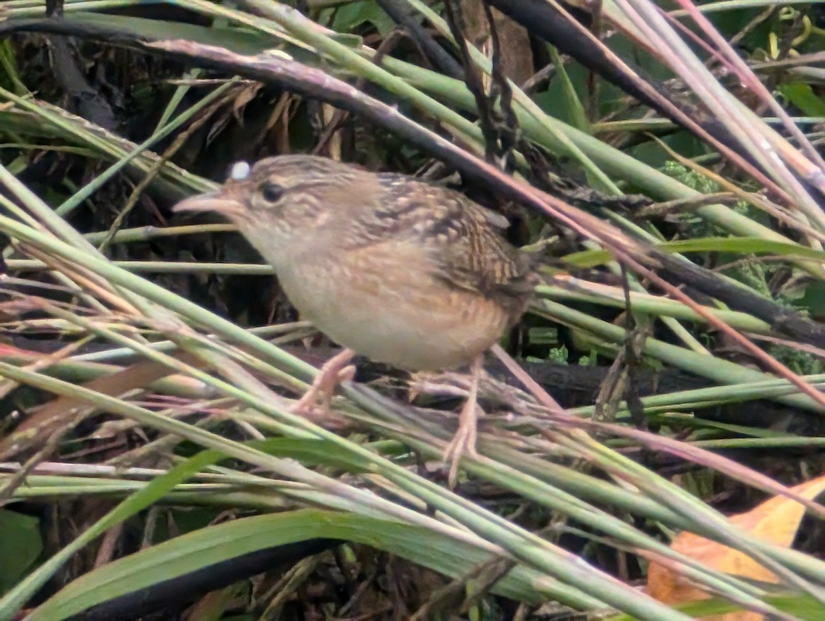 Sedge Wren - ML624061412