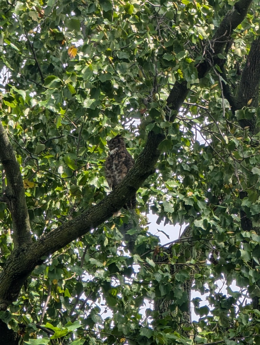 Great Horned Owl - ML624061422
