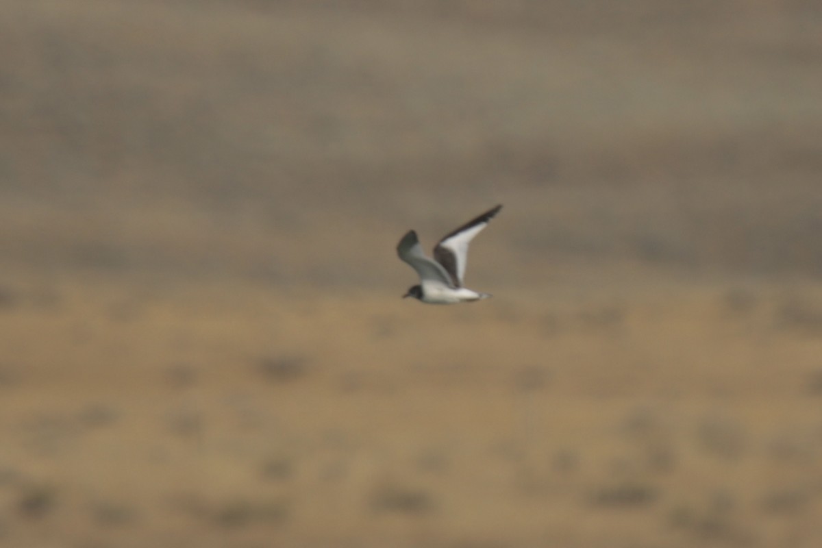 Sabine's Gull - ML624061428