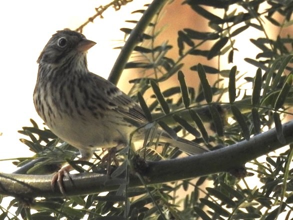 Vesper Sparrow - ML624061434