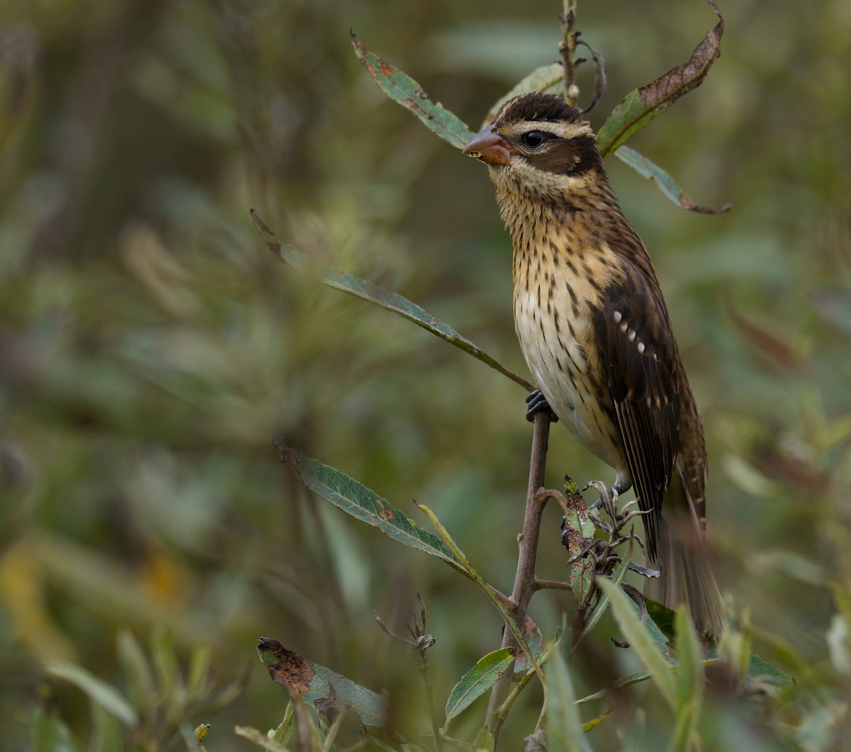 Rose-breasted Grosbeak - ML624061436