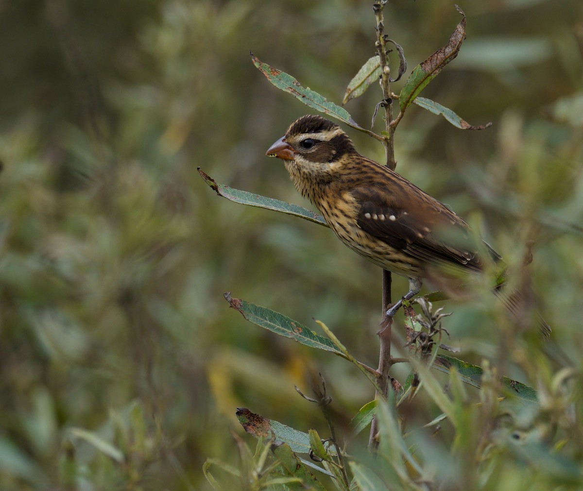 Rose-breasted Grosbeak - Eric Heisey