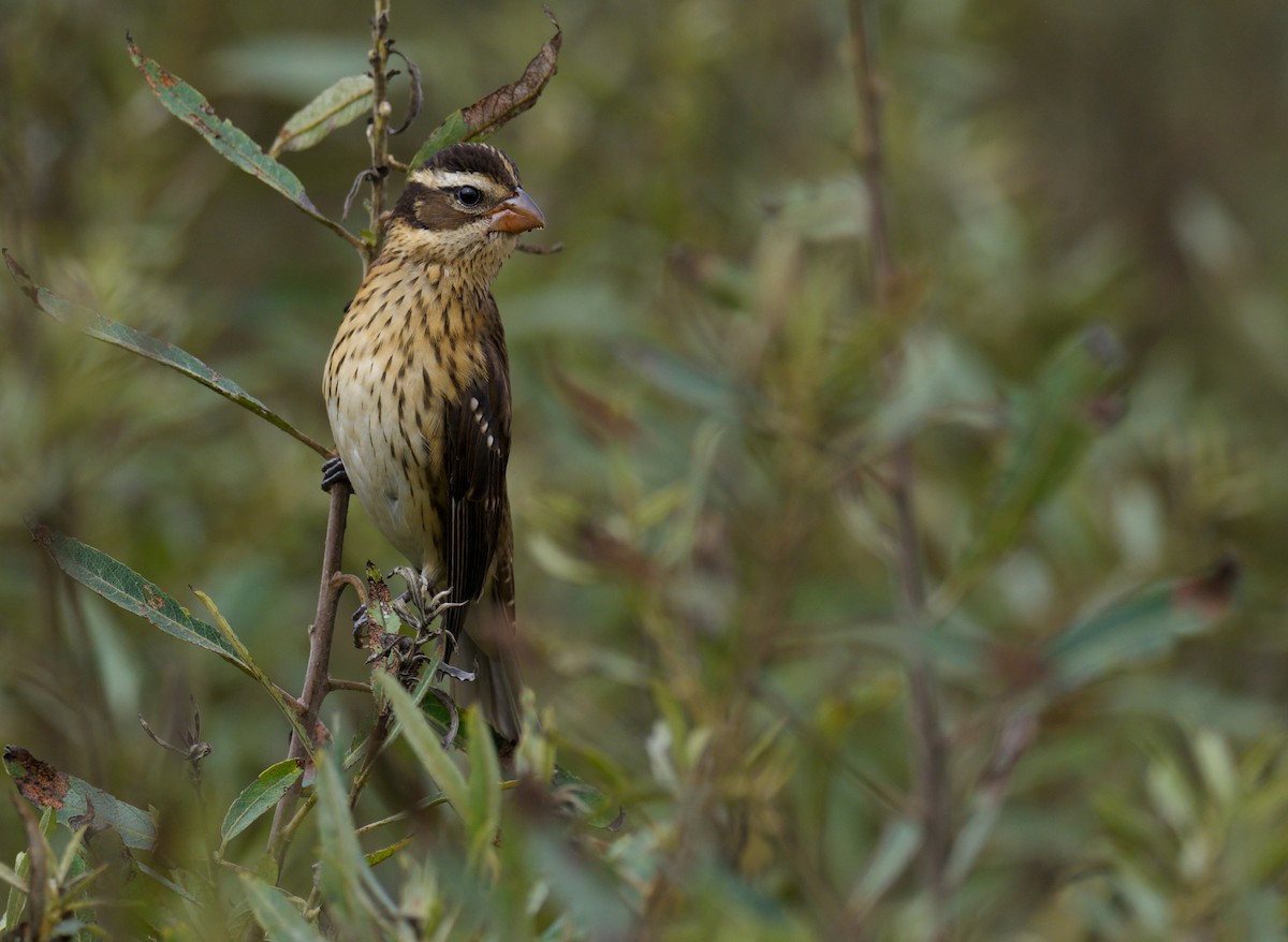 Rose-breasted Grosbeak - ML624061443