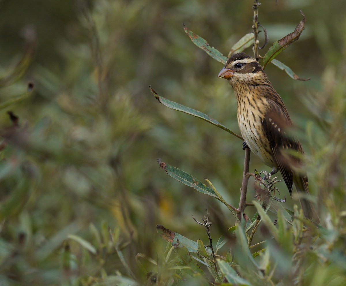 Rose-breasted Grosbeak - ML624061444