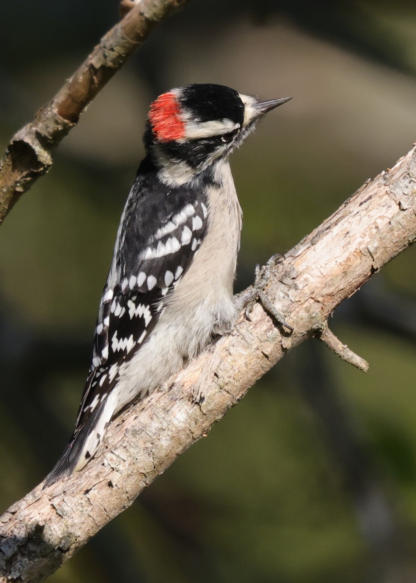 Downy Woodpecker - ML624061446