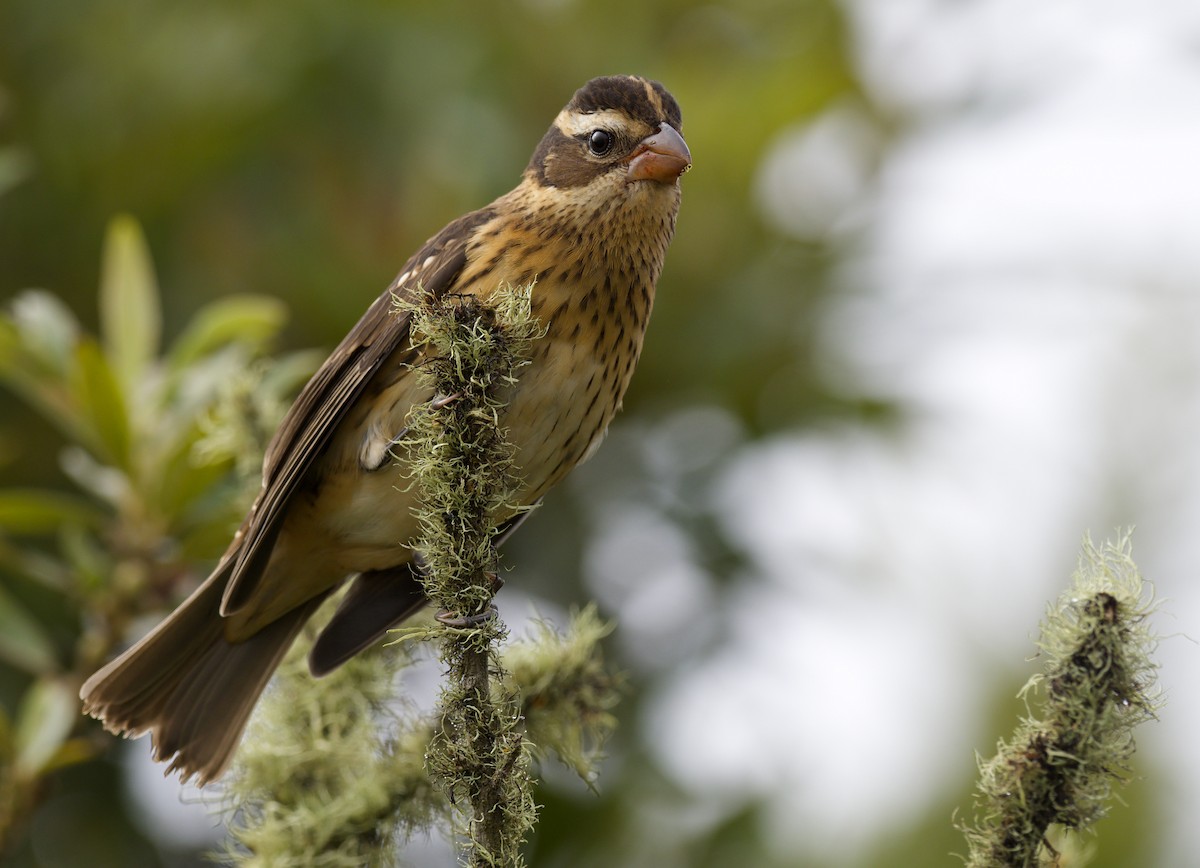 Rose-breasted Grosbeak - ML624061450