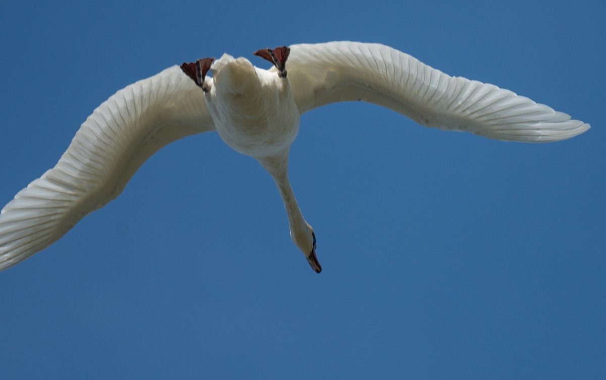 Cygne tuberculé - ML624061467