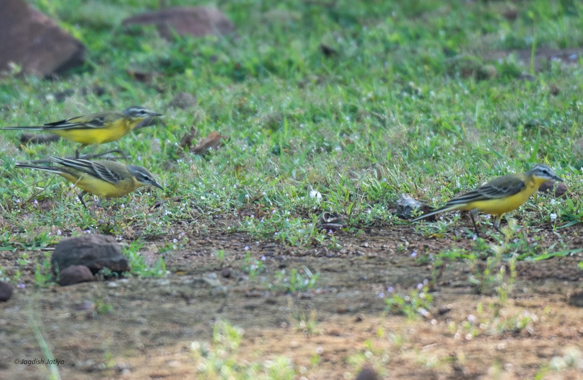 Western Yellow Wagtail - ML624061469