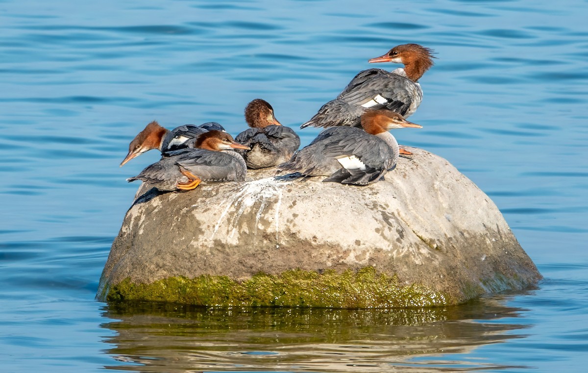 Common Merganser - ML624061487