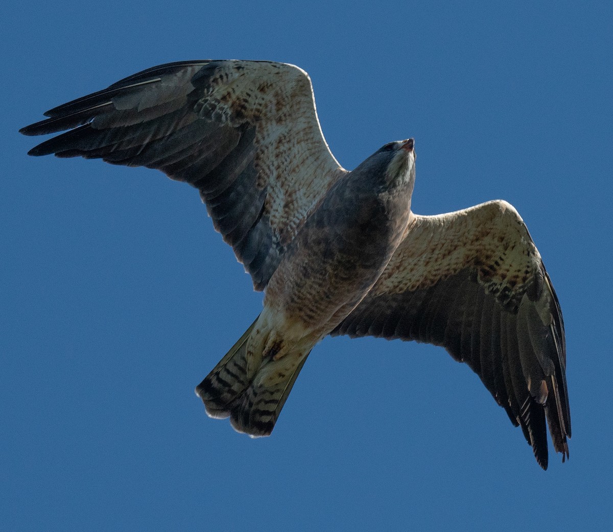 Swainson's Hawk - ML624061511