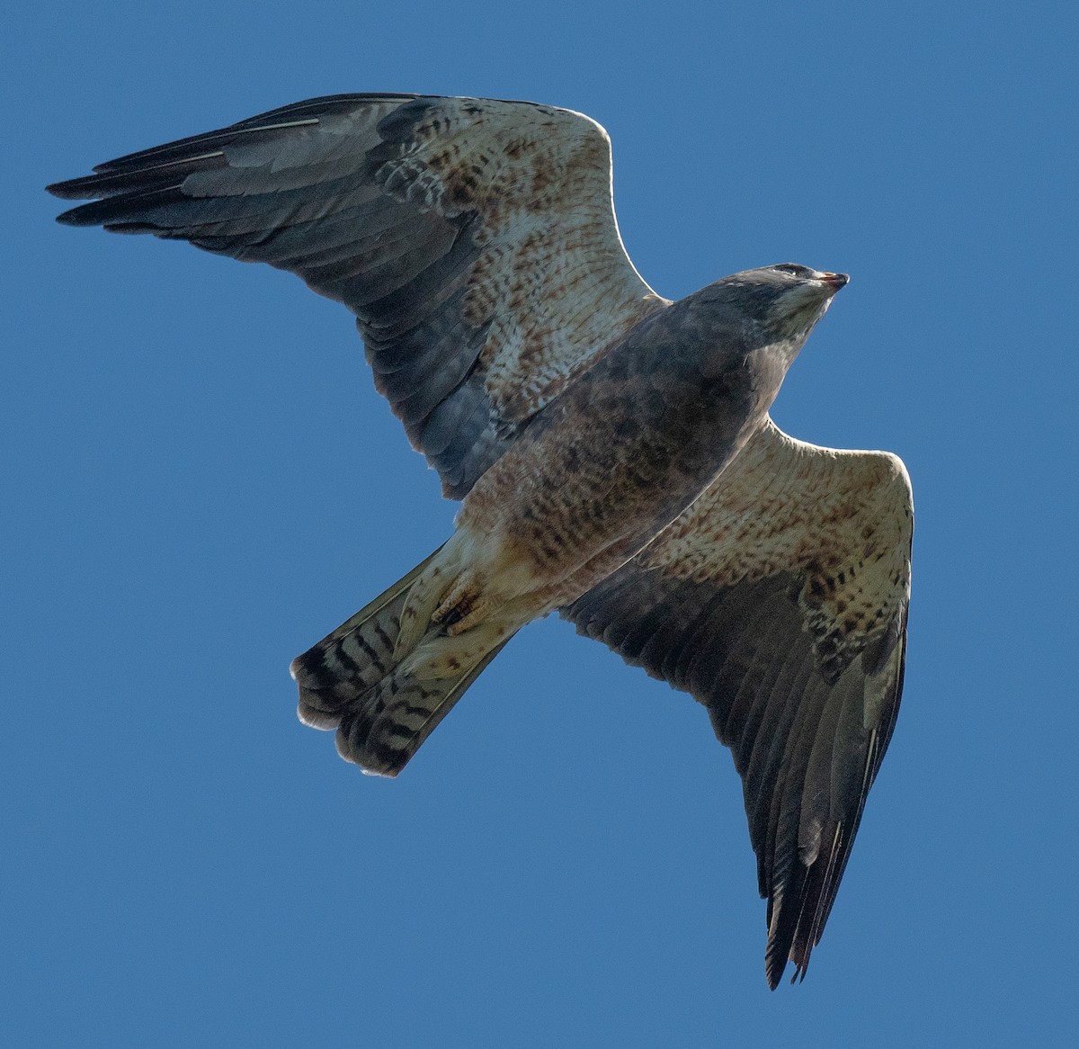 Swainson's Hawk - ML624061513