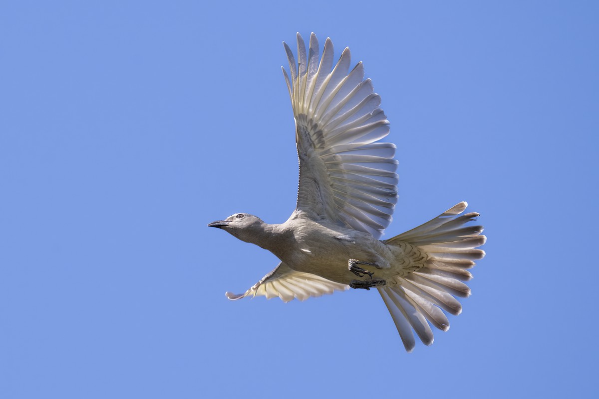 Great Bowerbird - ML624061529