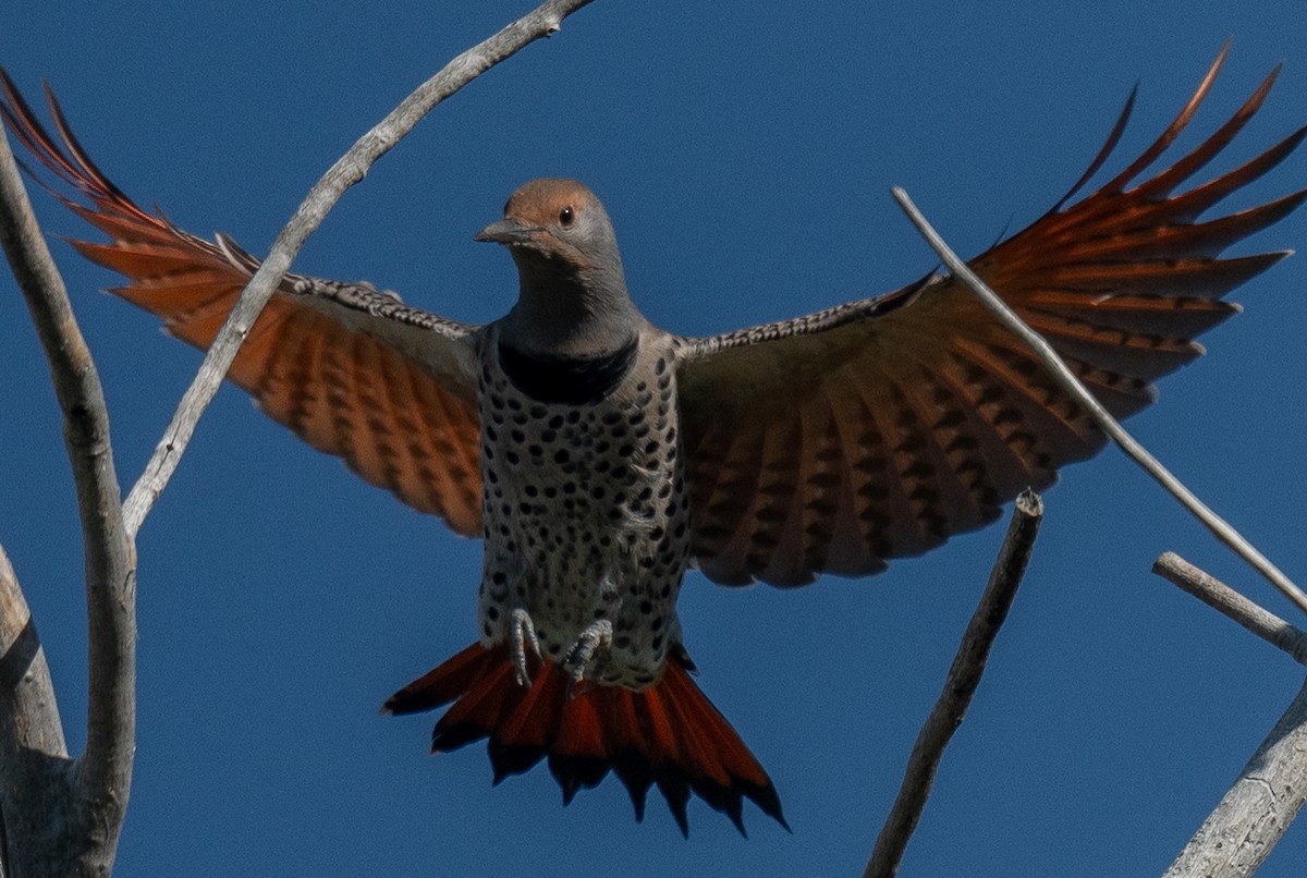 Northern Flicker (Red-shafted) - ML624061530