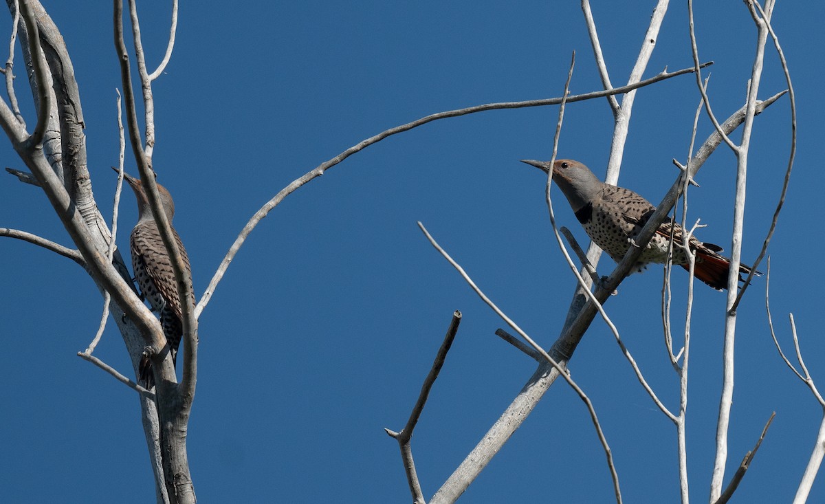 Northern Flicker (Red-shafted) - ML624061531