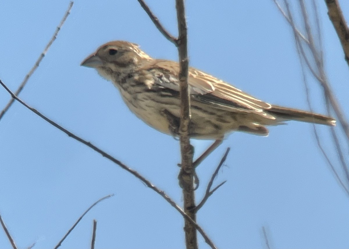 Lark Bunting - ML624061533