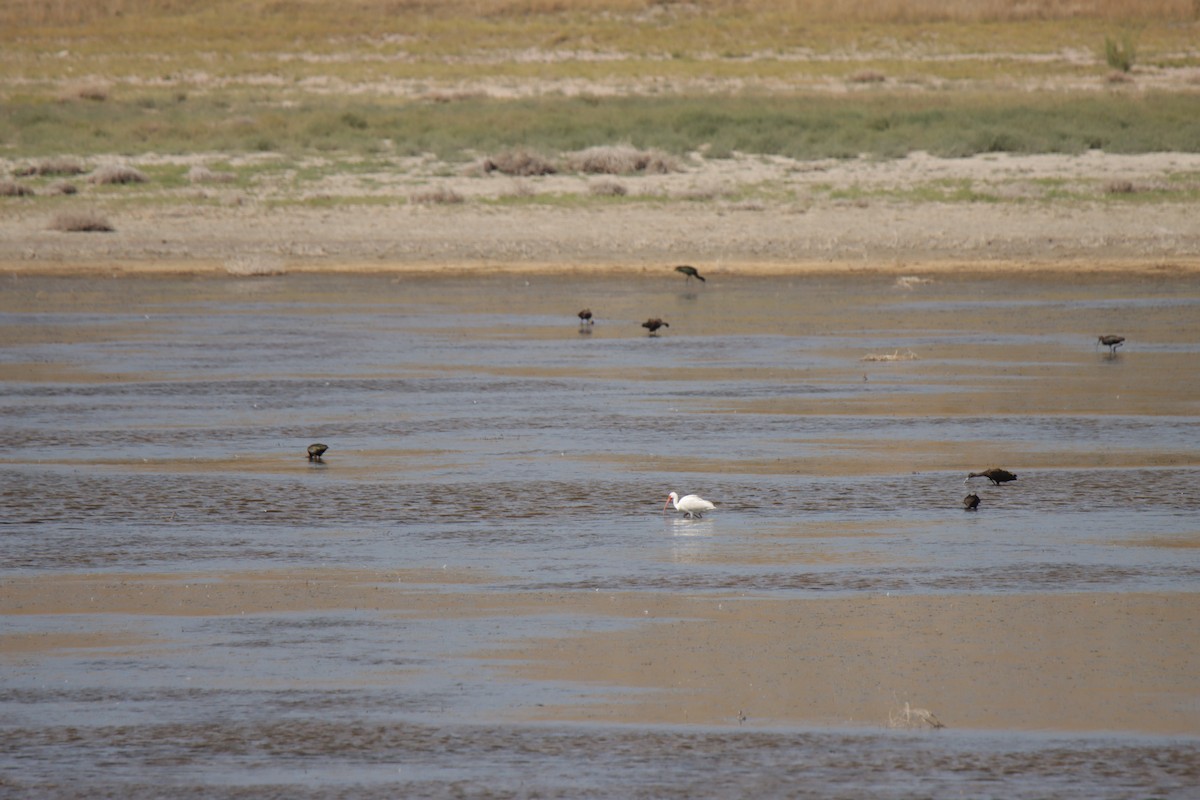 White Ibis - ML624061542