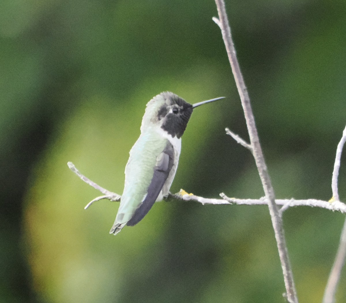 Anna's Hummingbird - ML624061547