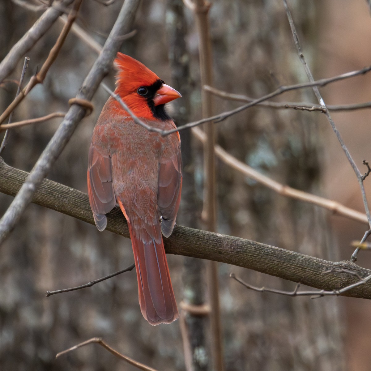 Northern Cardinal - ML624061555