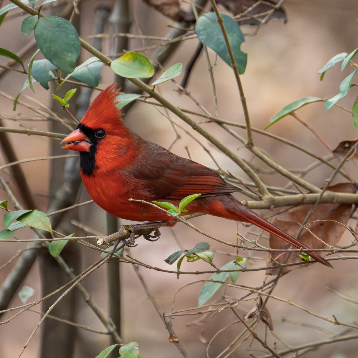 Northern Cardinal - ML624061556