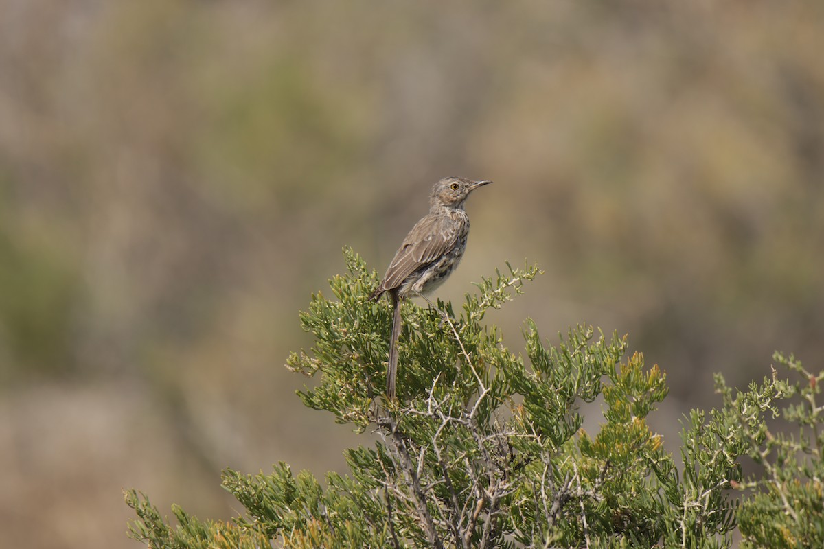 Sage Thrasher - ML624061561