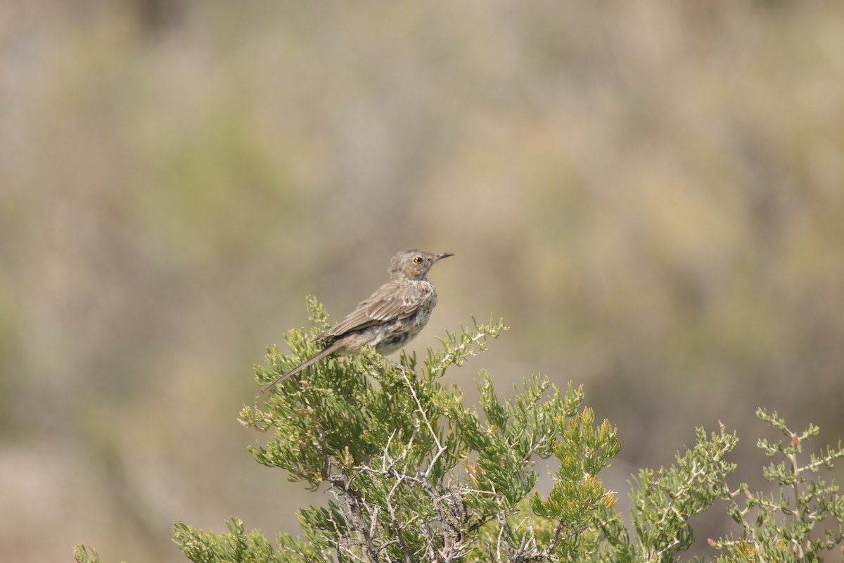 Sage Thrasher - ML624061562