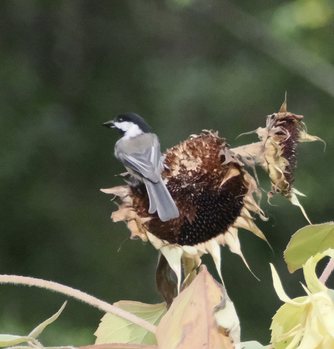 Black-capped Chickadee - ML624061569