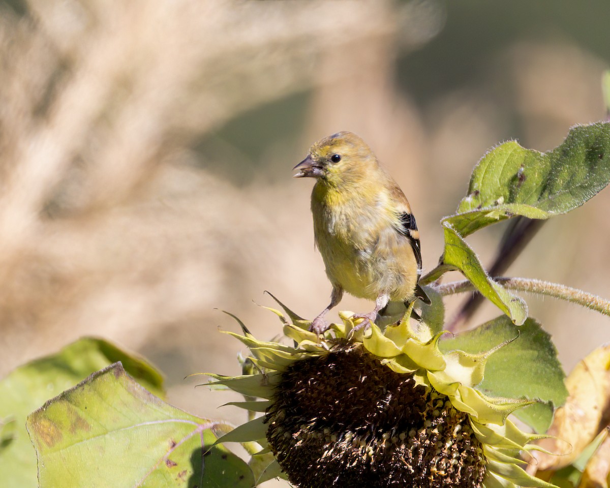 American Goldfinch - ML624061574