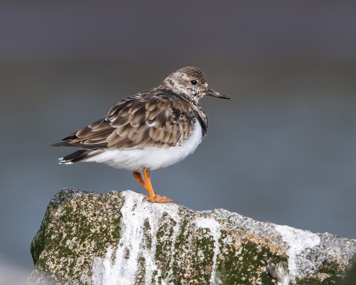 Ruddy Turnstone - ML624061575