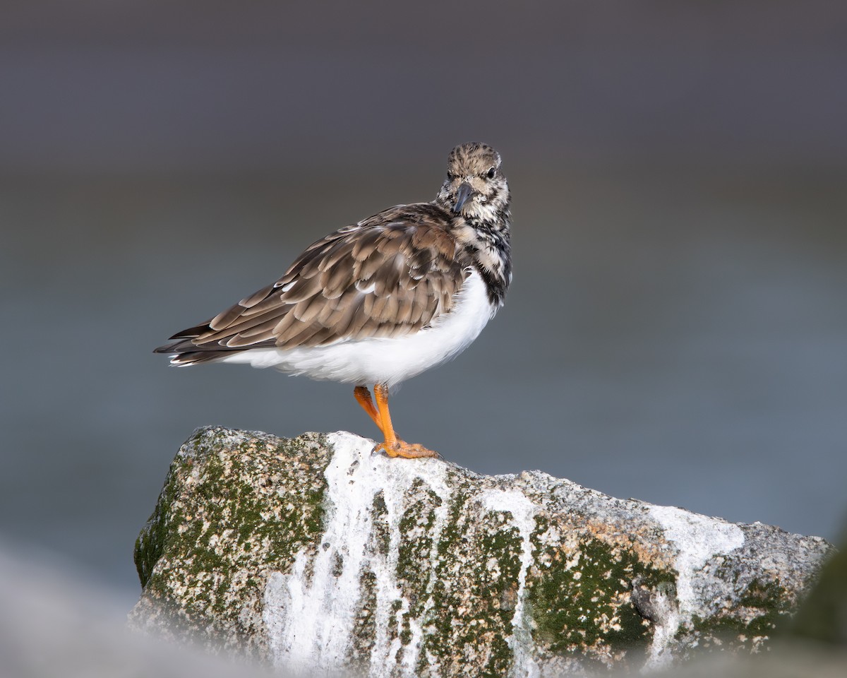 Ruddy Turnstone - ML624061576