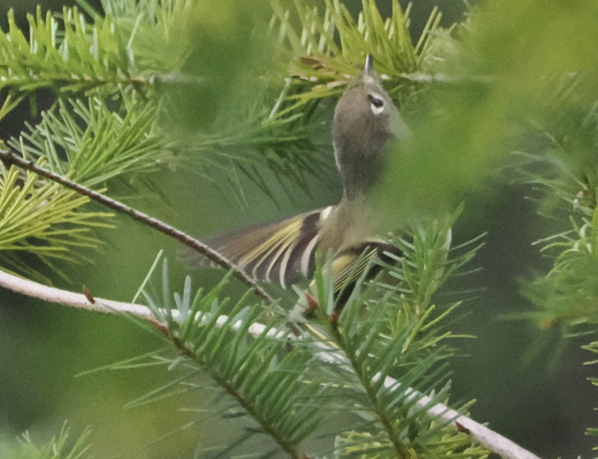 Ruby-crowned Kinglet - ML624061579