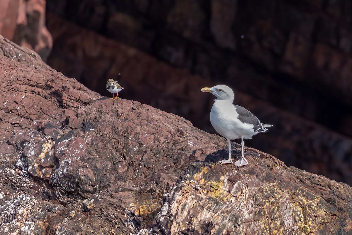 Ruddy Turnstone - ML624061585