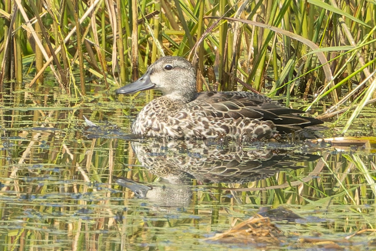 Green-winged Teal - Kyle Blaney