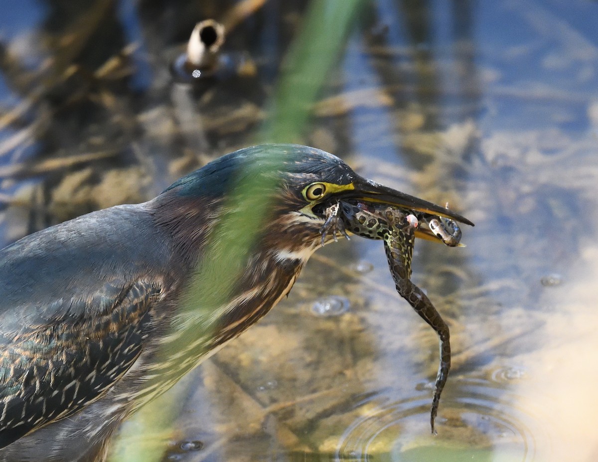 Green Heron - Margaret Hough