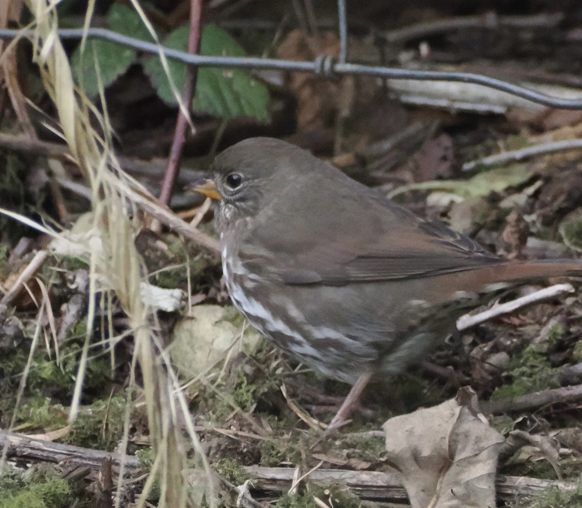 Fox Sparrow (Sooty) - ML624061597